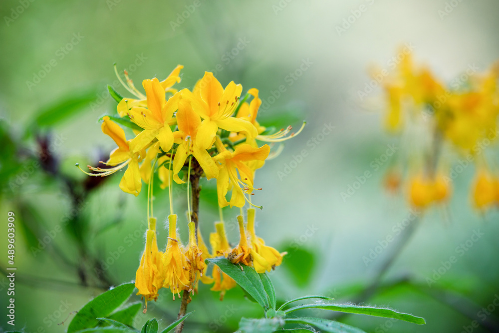 Yellow amazing rhododendron (azalea)  blossoms in japanese garden in May