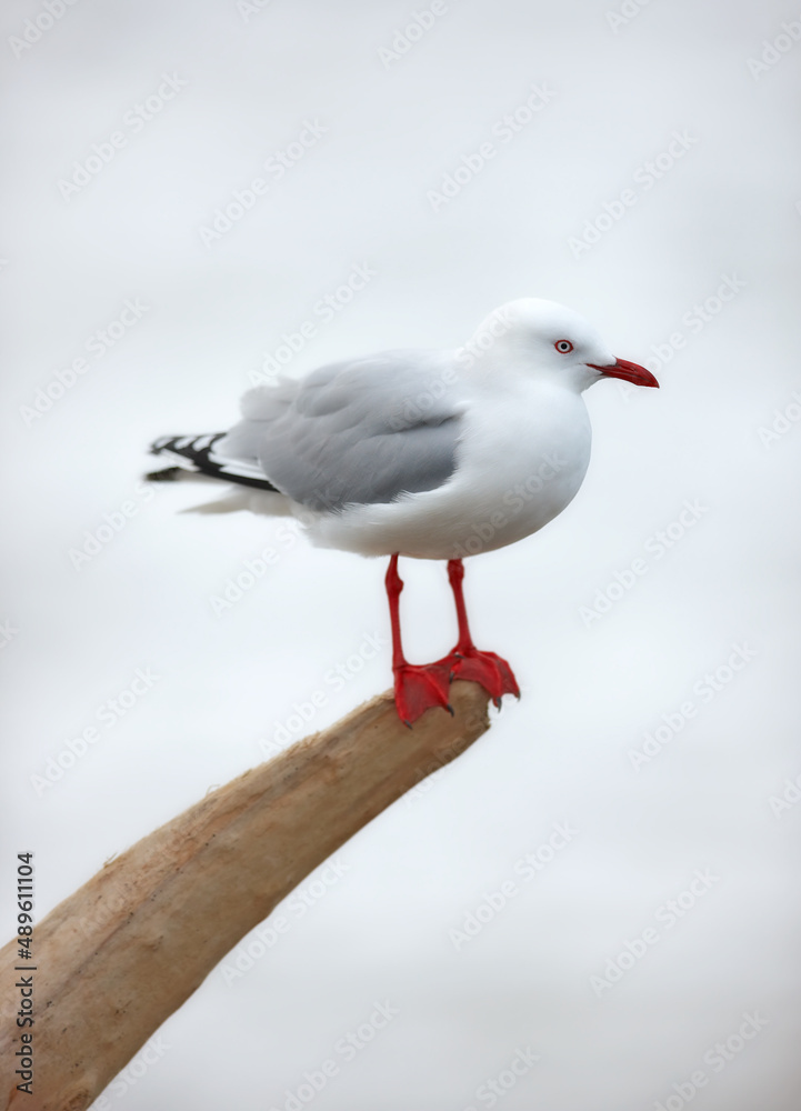 Seagull. A photo of a seagull.