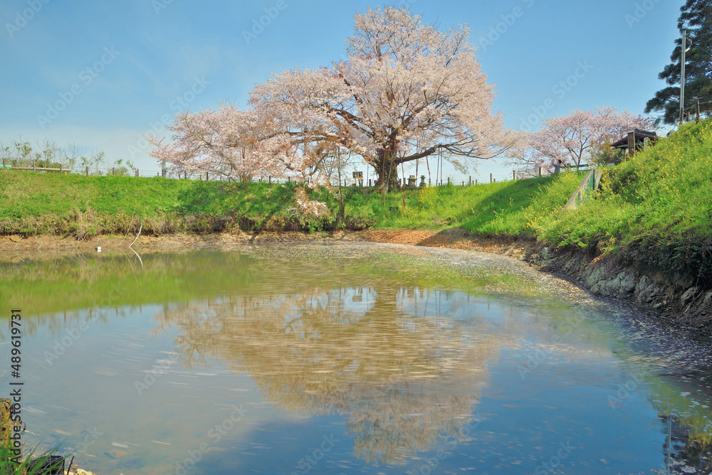 浅井の一本桜