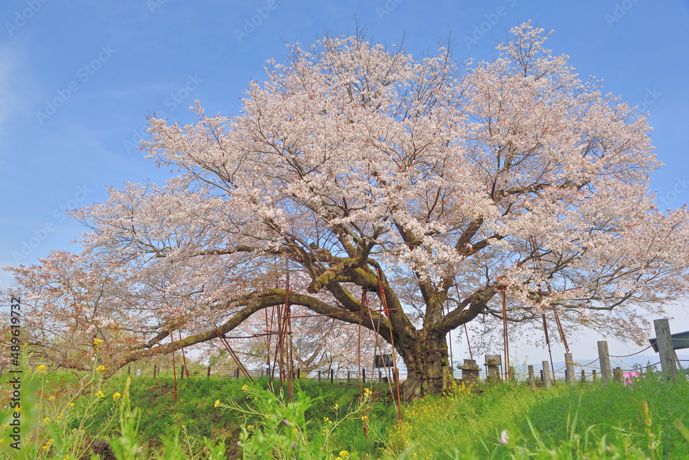 浅井の一本桜