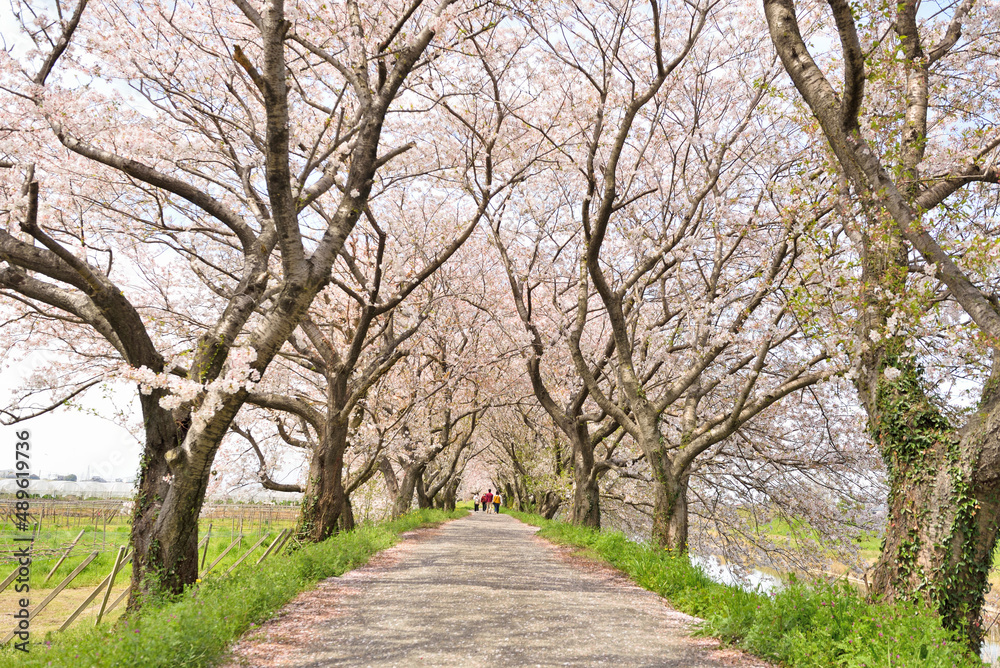 流川桜並木