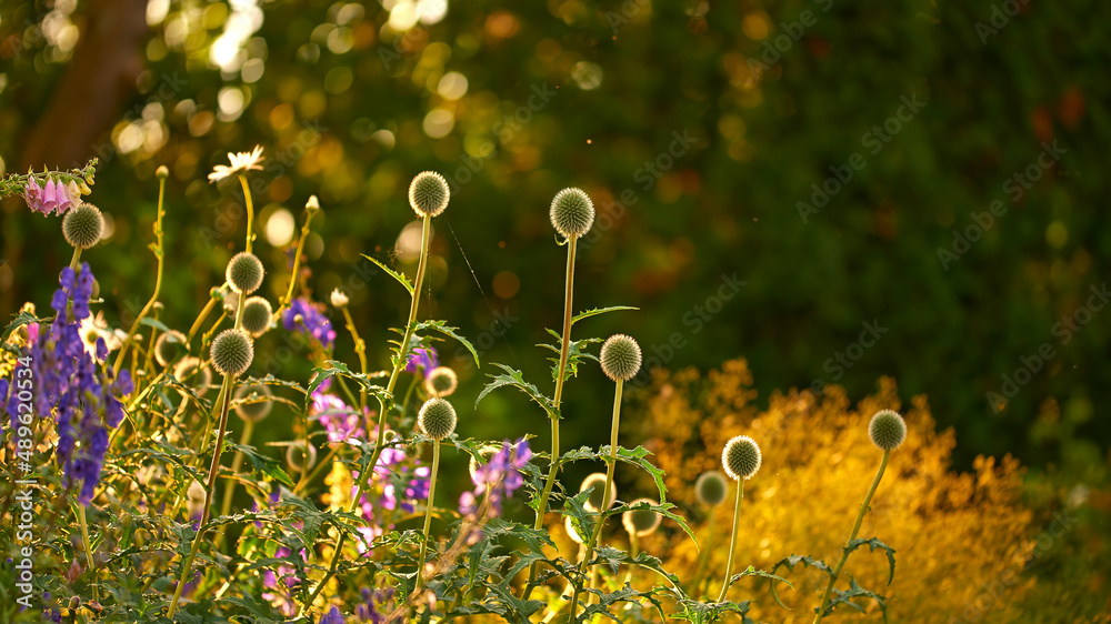 Late summer garden. A photo of the garden in late summer.