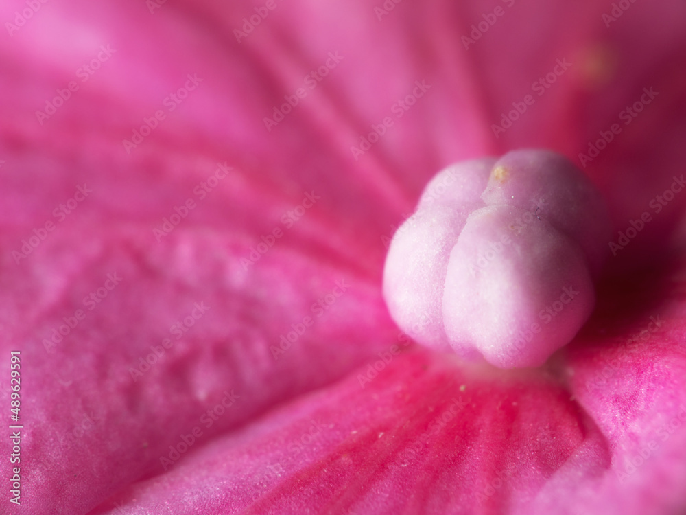 Beautiful budding flowers. Shot of garden flowers growing outside.