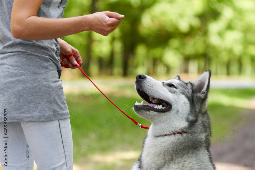 Thats a good boy. Cropped shot of a husky being trained by his owner in the park.