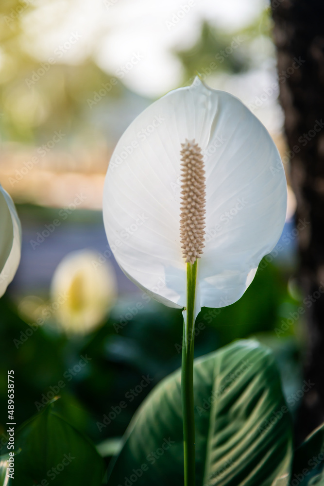 Decorative houseplant Spathiphyllum wallisii. Commonly known as peace lily.Very bright flower.auspic