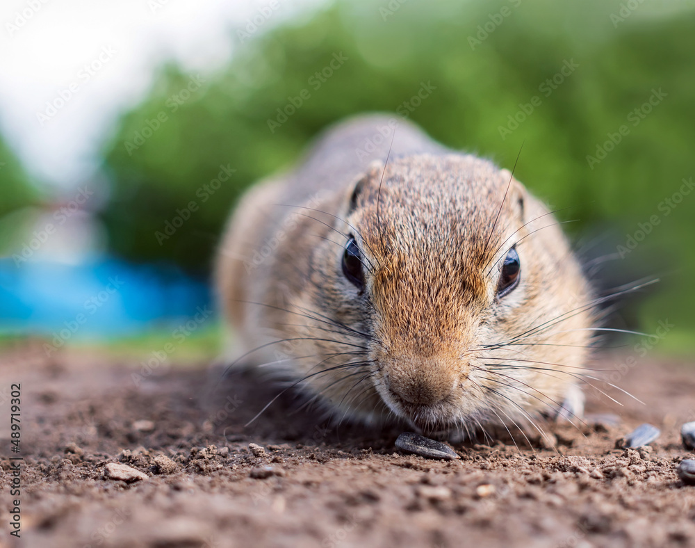 European gopher on the lawn is looking at camera.