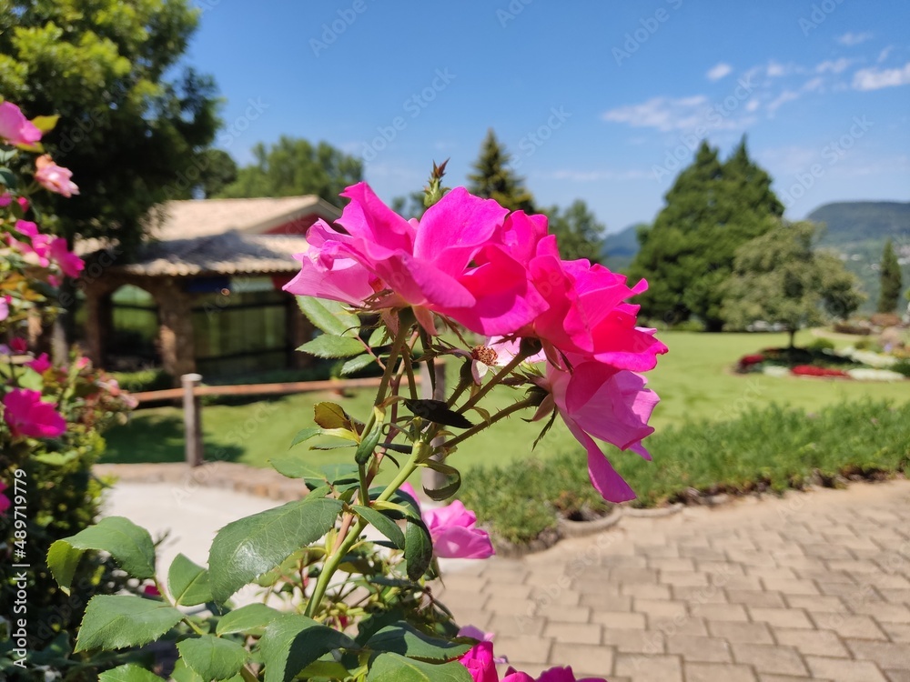 flowers in the garden