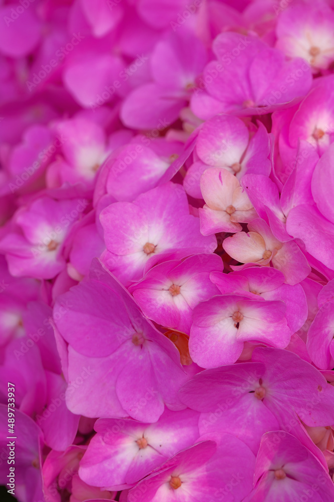 Hydrangea is a genus of 7075 species of flowering plants native to southern and eastern Asia and the