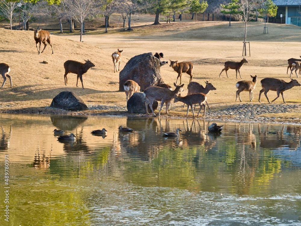 春日の園地の鹿とカルガモ