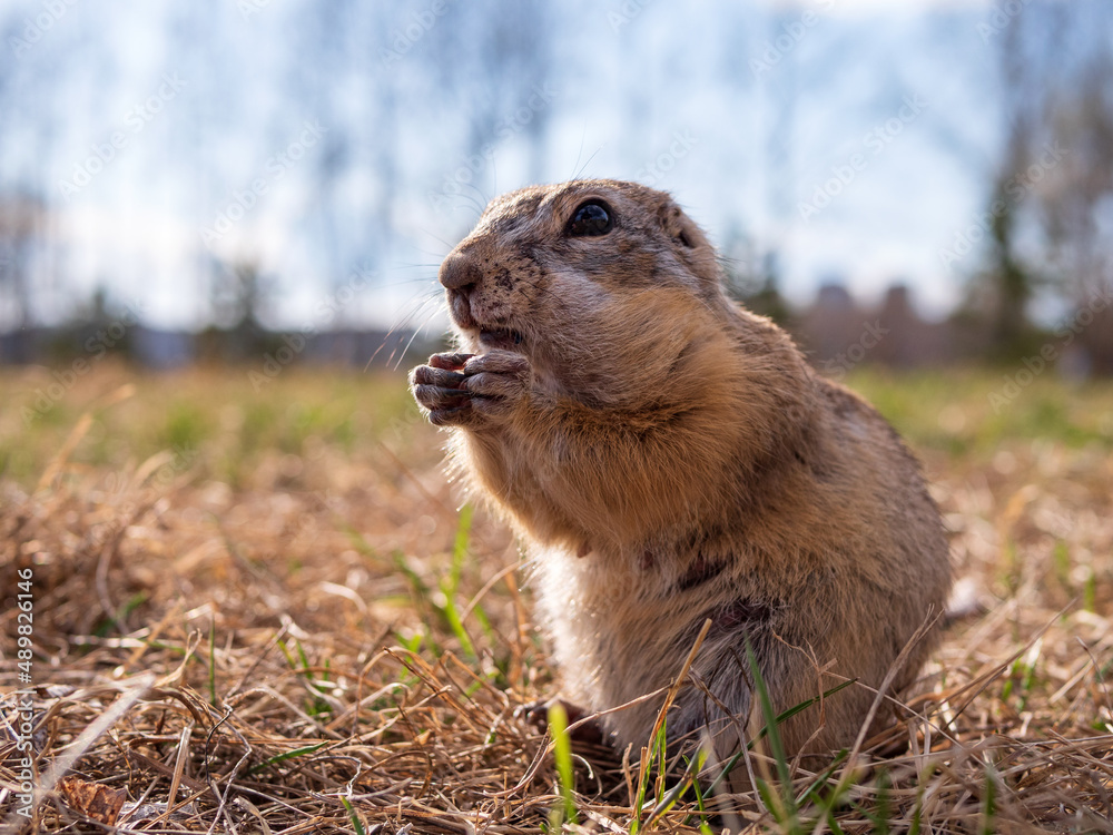 Gopher on the lawn. Close-up. Portrait of an animal.