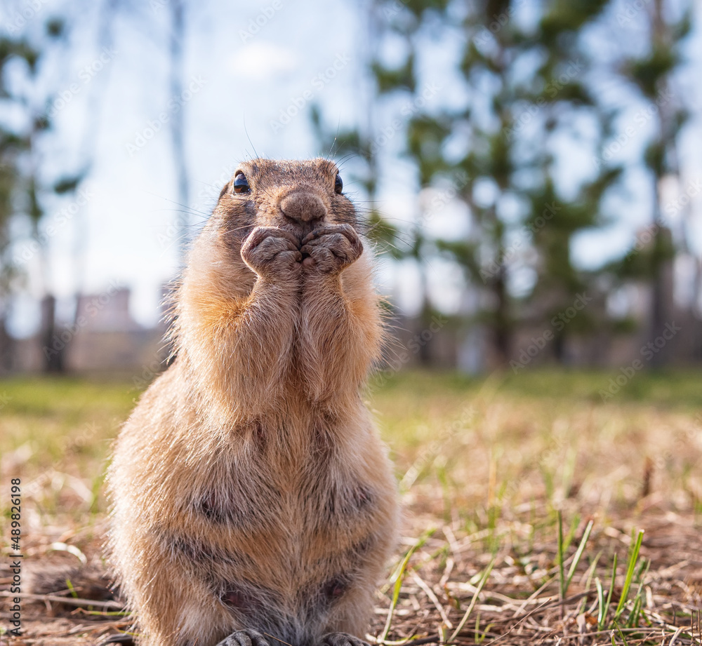 草地上的Gopher。特写。一只动物的肖像。