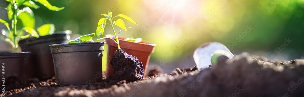 Close up of the young sprout of the pepper with roots in dirt