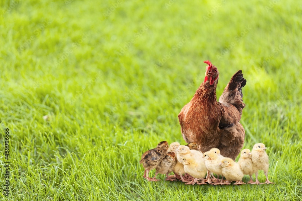 Hen with chickens outdoors on a pasture in the sun. Organic poultry farm. nature farming.