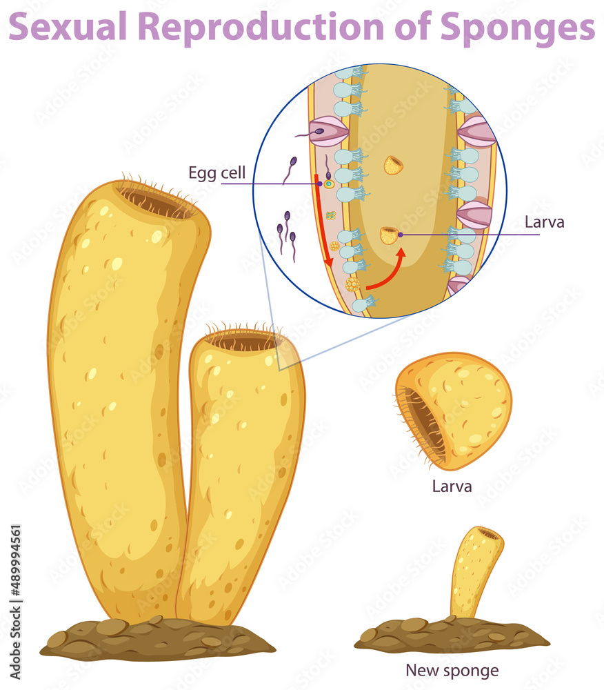 海绵繁殖示意图