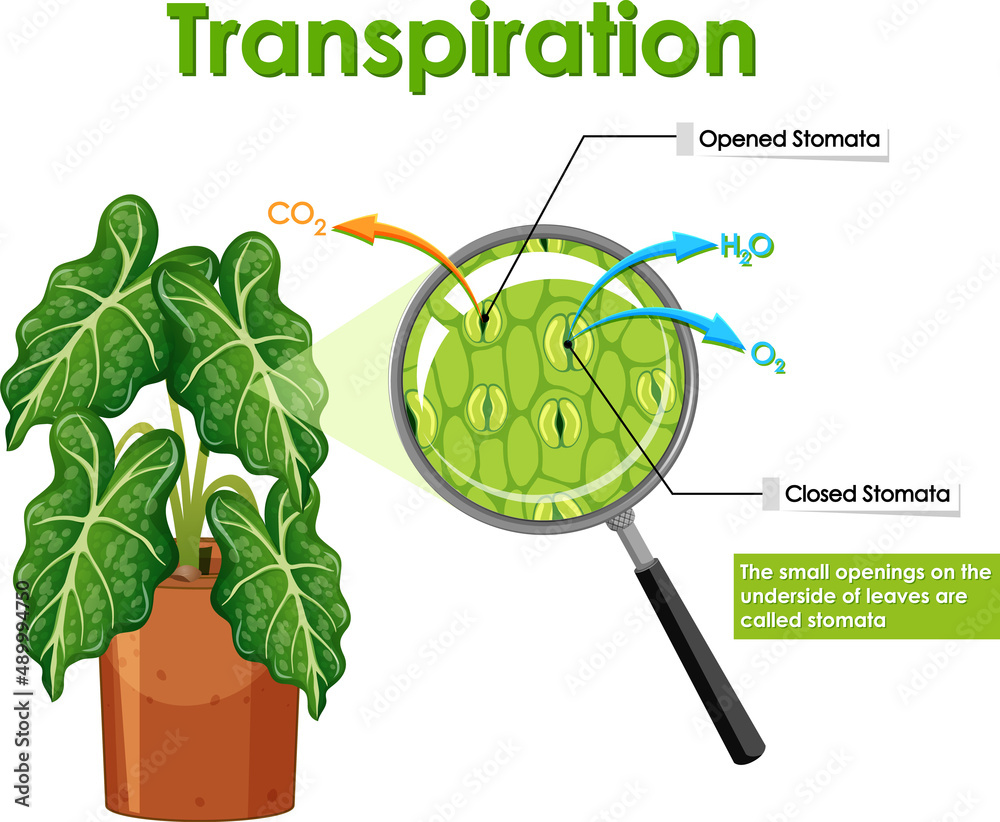 Diagram showing transpiration in plant