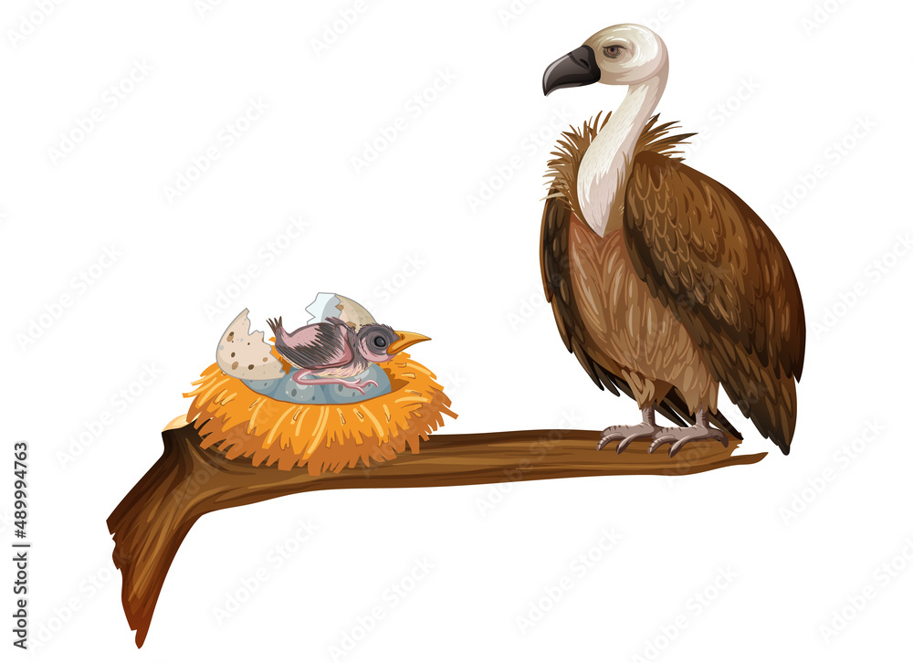 Vulture bird with nest