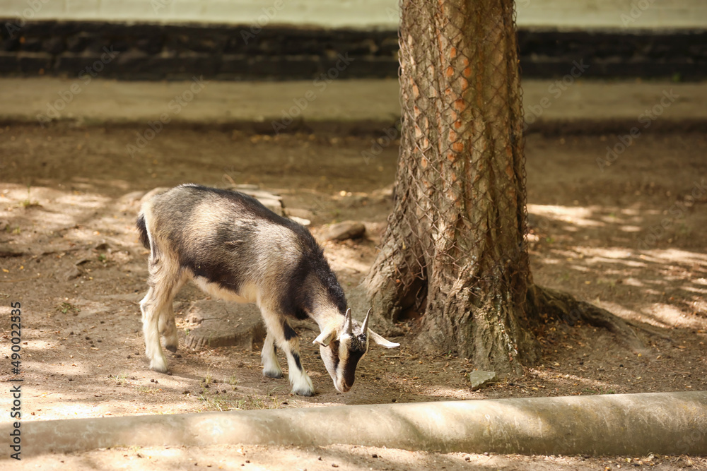 Cute small goat in zoological garden