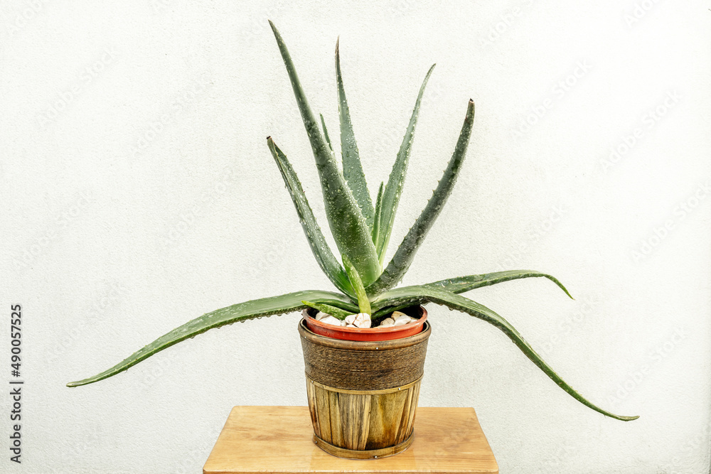 Aloe, with the common name aloe, aloe or acíbar, among others, is a genus of succulent plants.