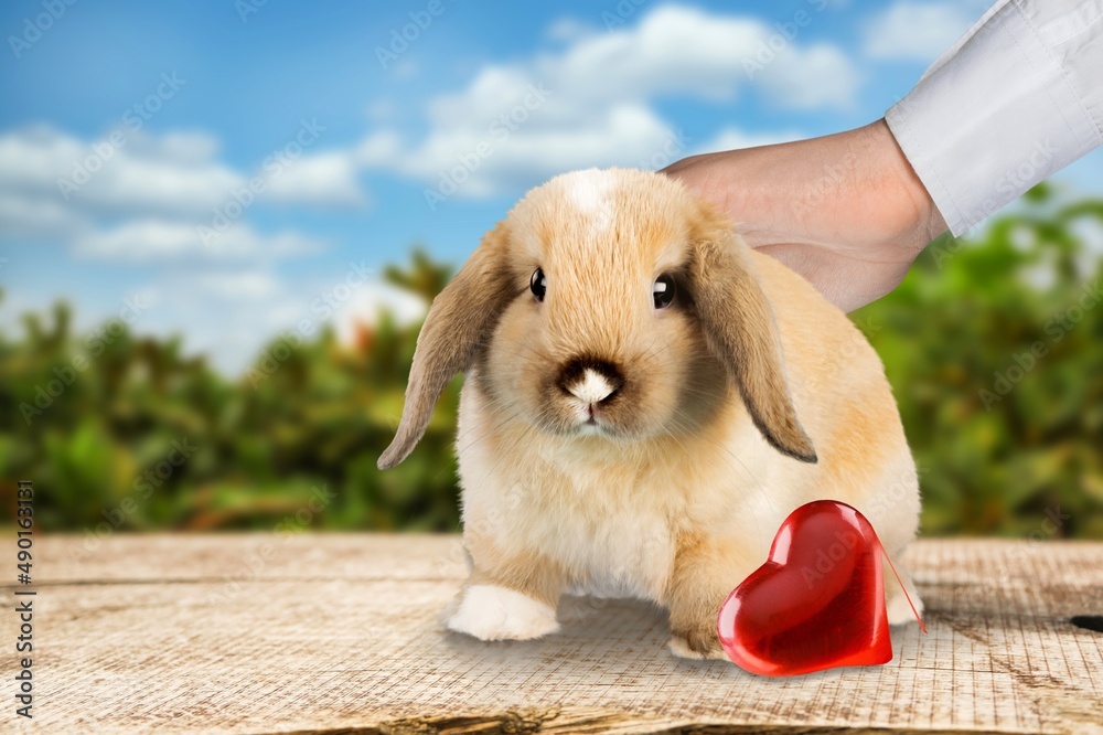 Human caressing cute decorative bunny, red heart. Valentine day,care,love to pet,animal.