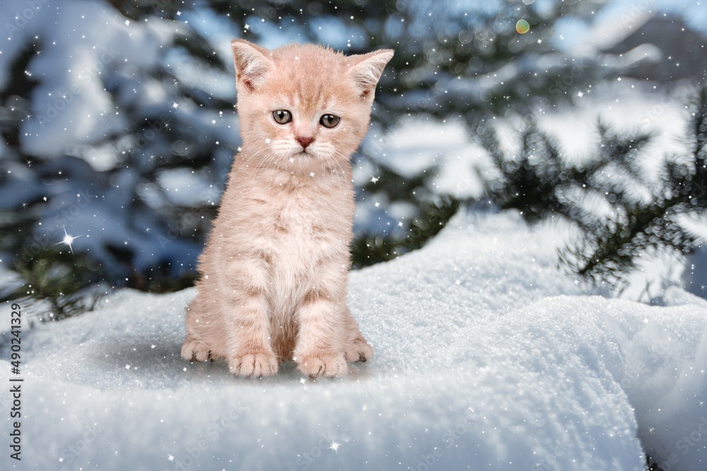 雪地里可爱小猫的肖像，以冬季森林为背景。