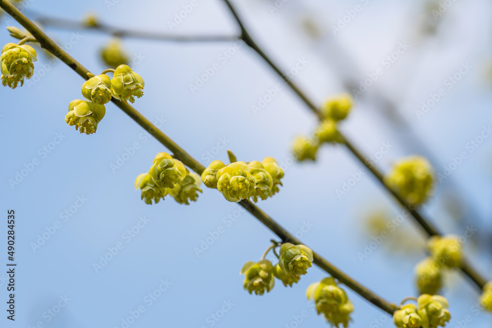 春意盎然的黄色山艾树花