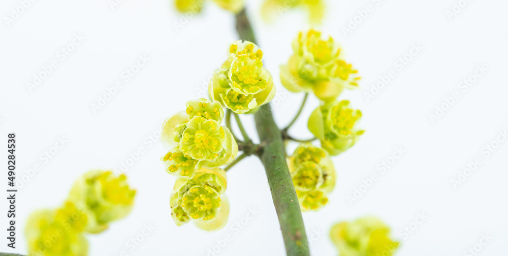 山艾树花特写