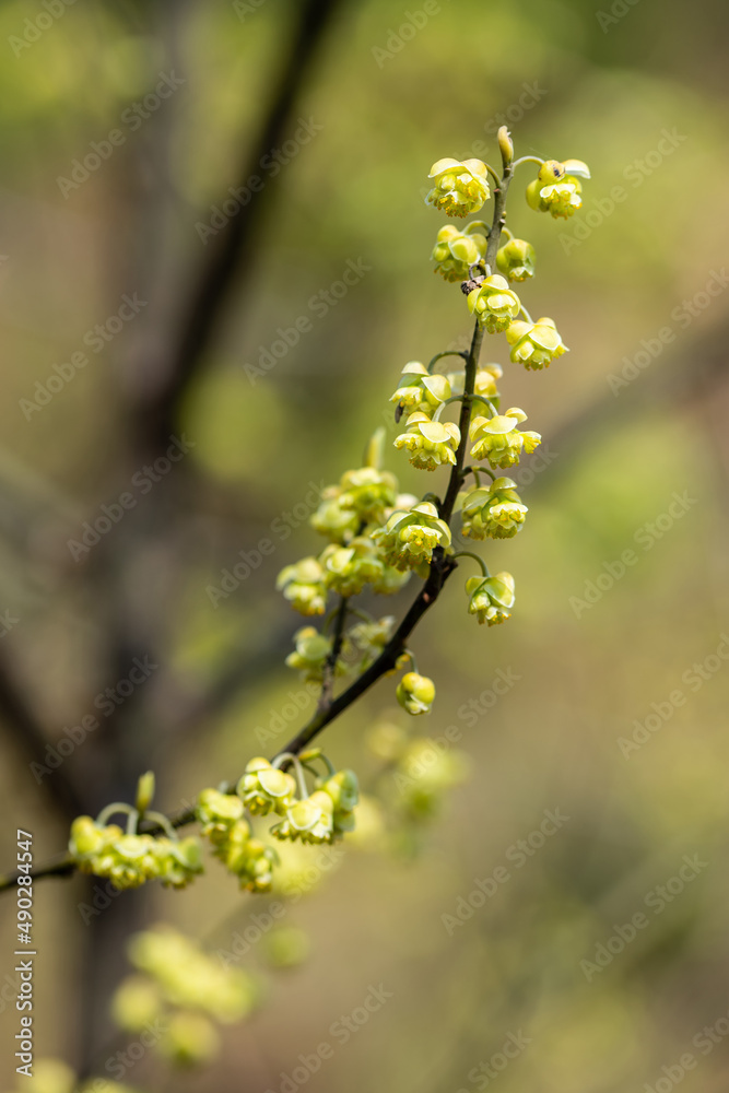 春意盎然的黄色山艾树花