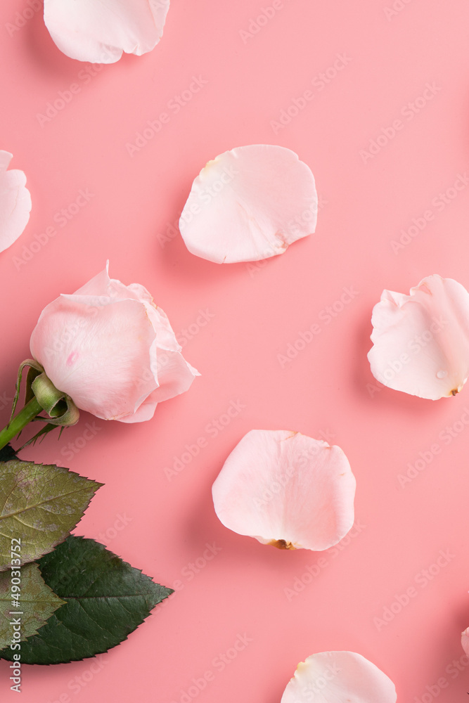 Mothers Day design concept background with pink rose flower on pink background.