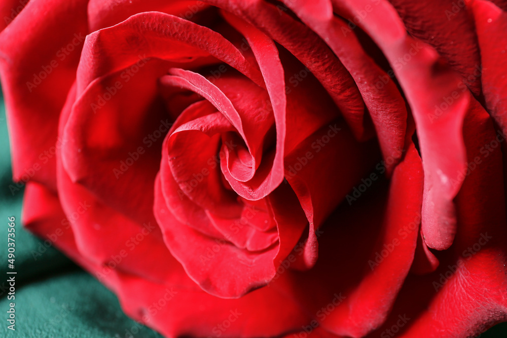 Fresh red rose, closeup view