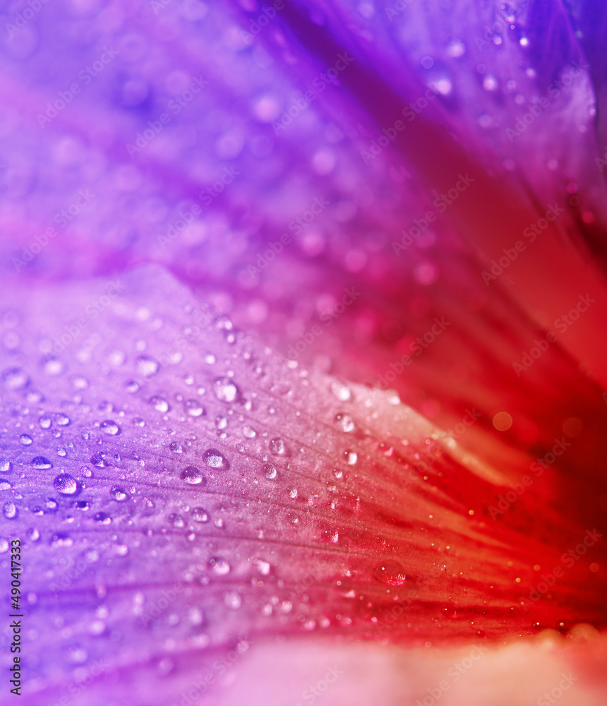 The striking beauty of nature. Closeup shot of a purple and red flower covered in dew.