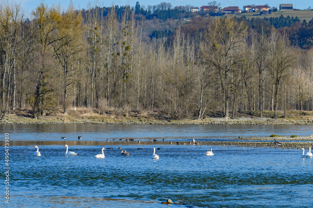 white swans on the danube river near the island of hochau in ardagger, lower austria