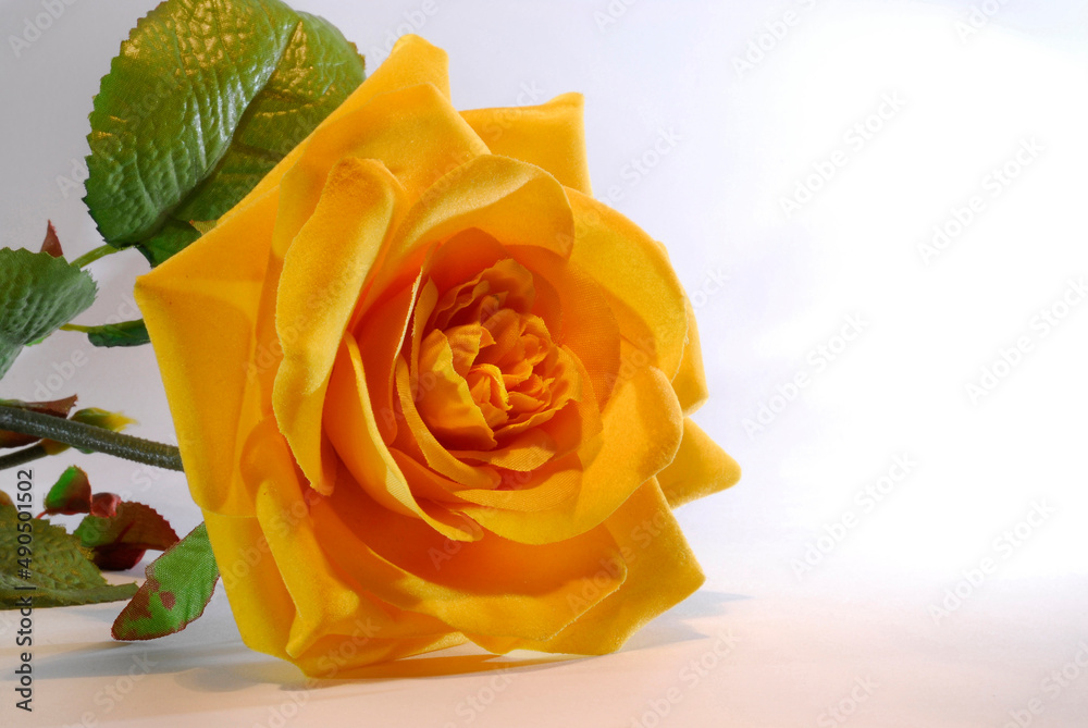 Photo of a rose as a symbol of love and affection.