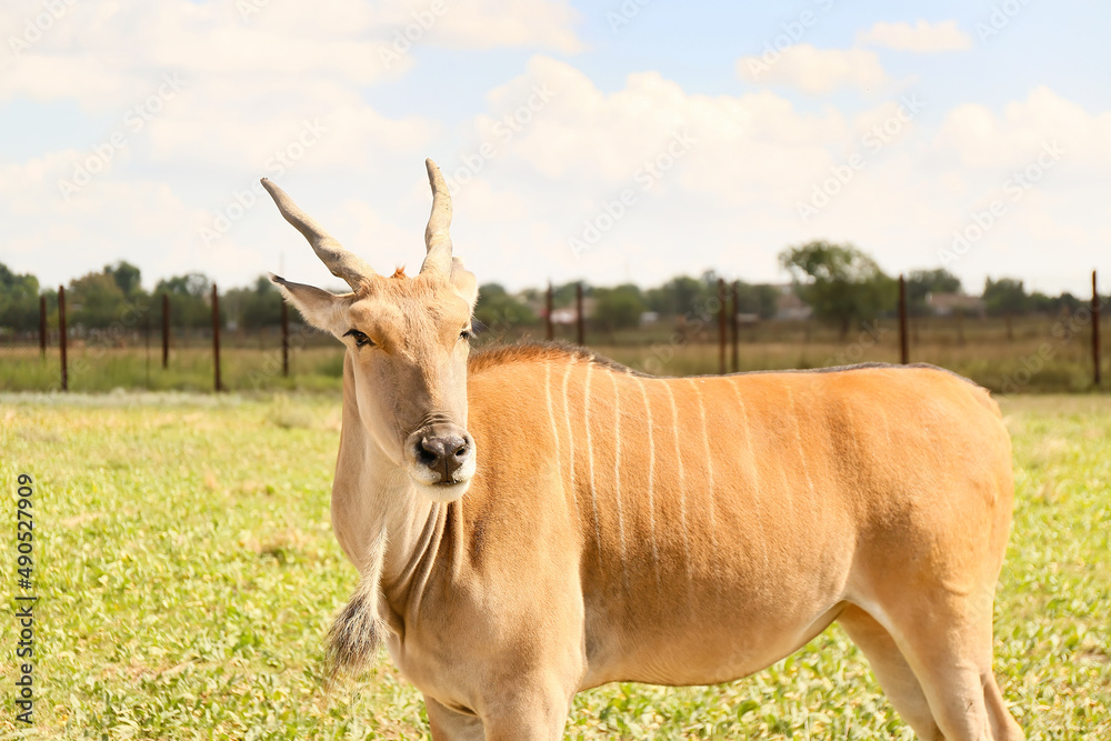 野生动物保护区中的Eland（大羚羊）