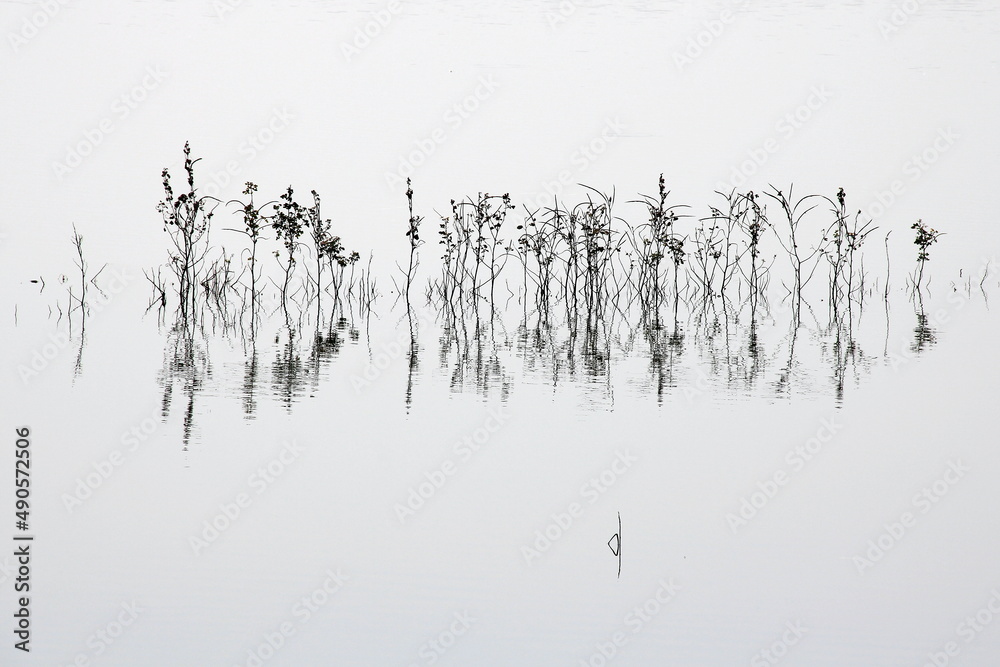 Inde- Michel Rauscher- nature- reflet- plante-eau-calme- poésie-blanc-noir- sérénité-paysage-apaisé-