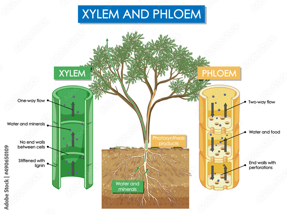 木质部和韧皮部植物示意图