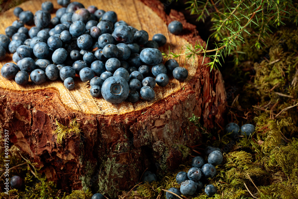 Fresh blueberries in the forest.