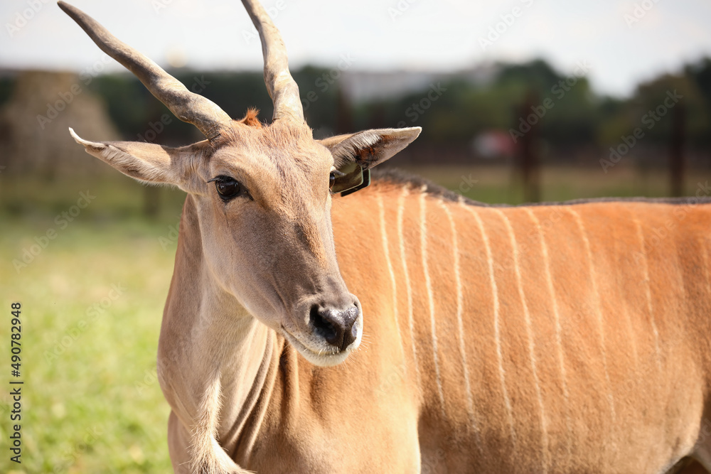 Eland（大羚羊）在野生动物保护区