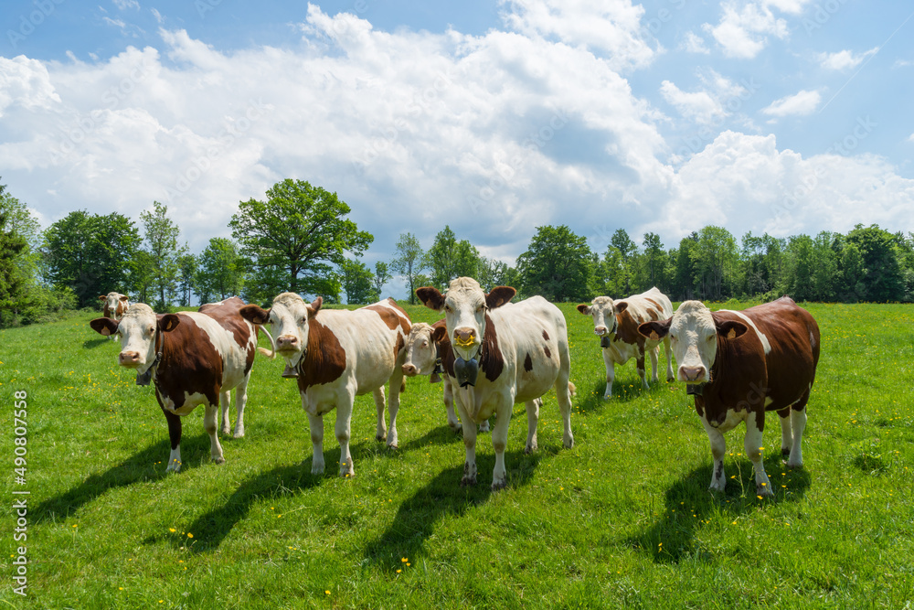 View of beautiful cows in a greenfield on a sunny day