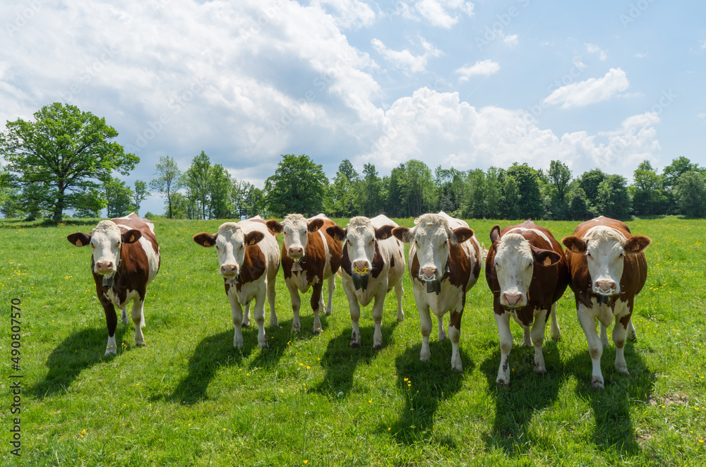 View of beautiful cows in a greenfield on a sunny day