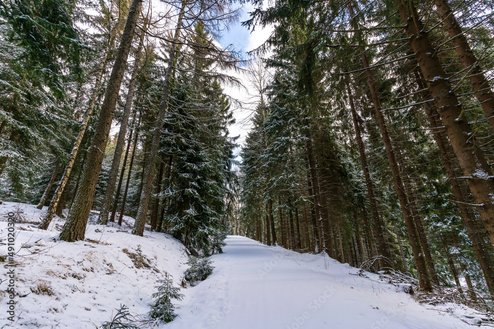 A snowy forest path in winter in the Erzgebirge in Germany