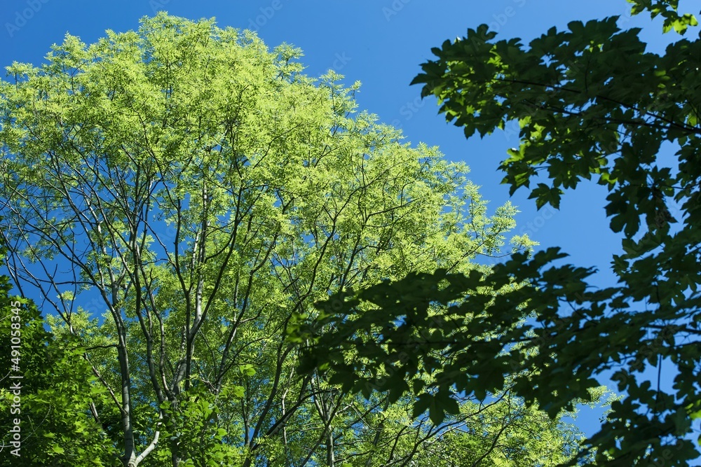 落叶树的树冠与蓝天形成对比。美丽晴朗的夏季天气。