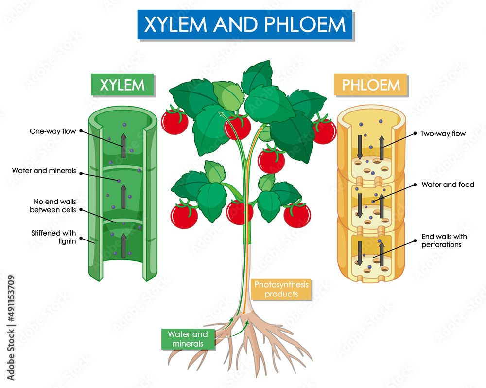 木质部和韧皮部植物示意图