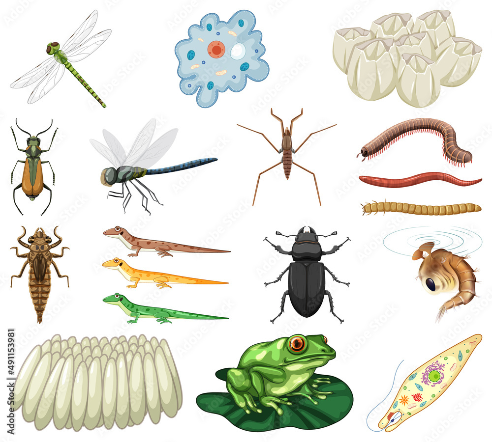 Different kinds of insects and animals on white background