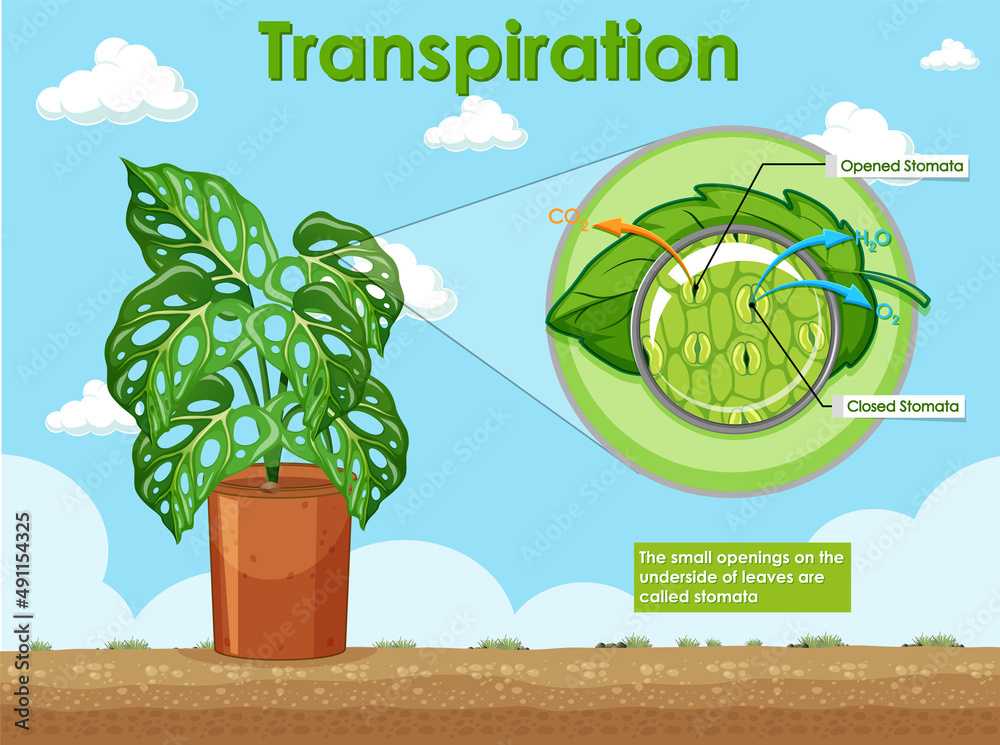 Diagram showing transpiration in plants