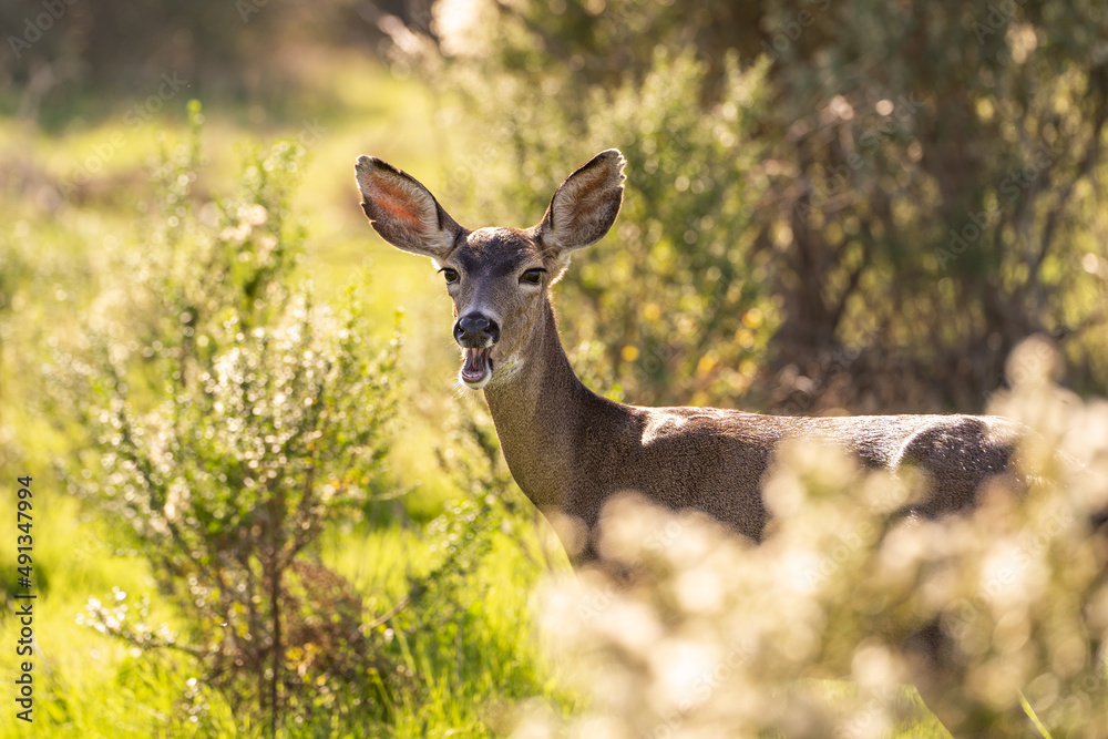 加利福尼亚Mule Deer（Odocoleus hemionus californicus）嚼草。美丽的天然鹿