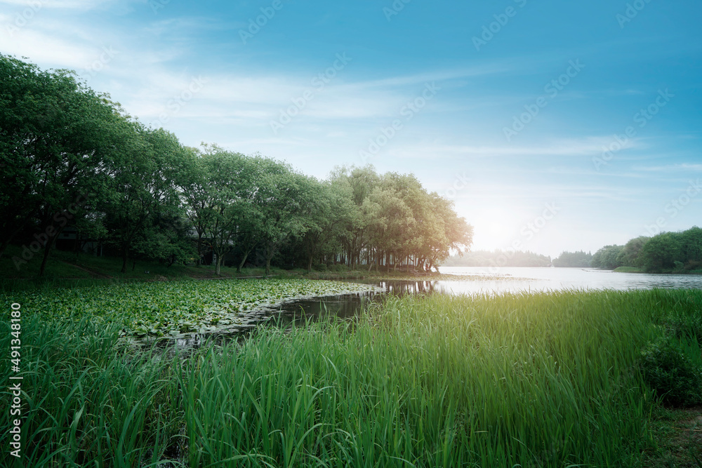 户外景观花园湖泊自然风光