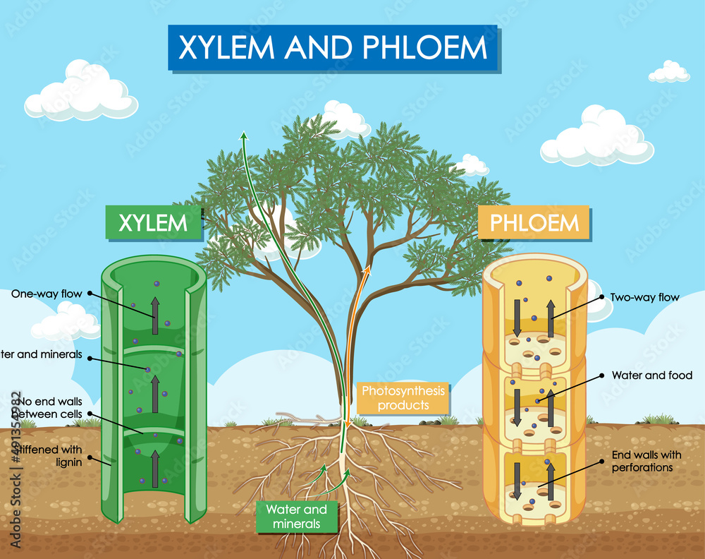 Diagram showing xylem and phloem plant