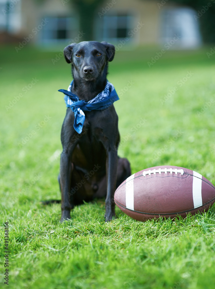 Play time. A black canine sitting in a garden with a ball beside him.