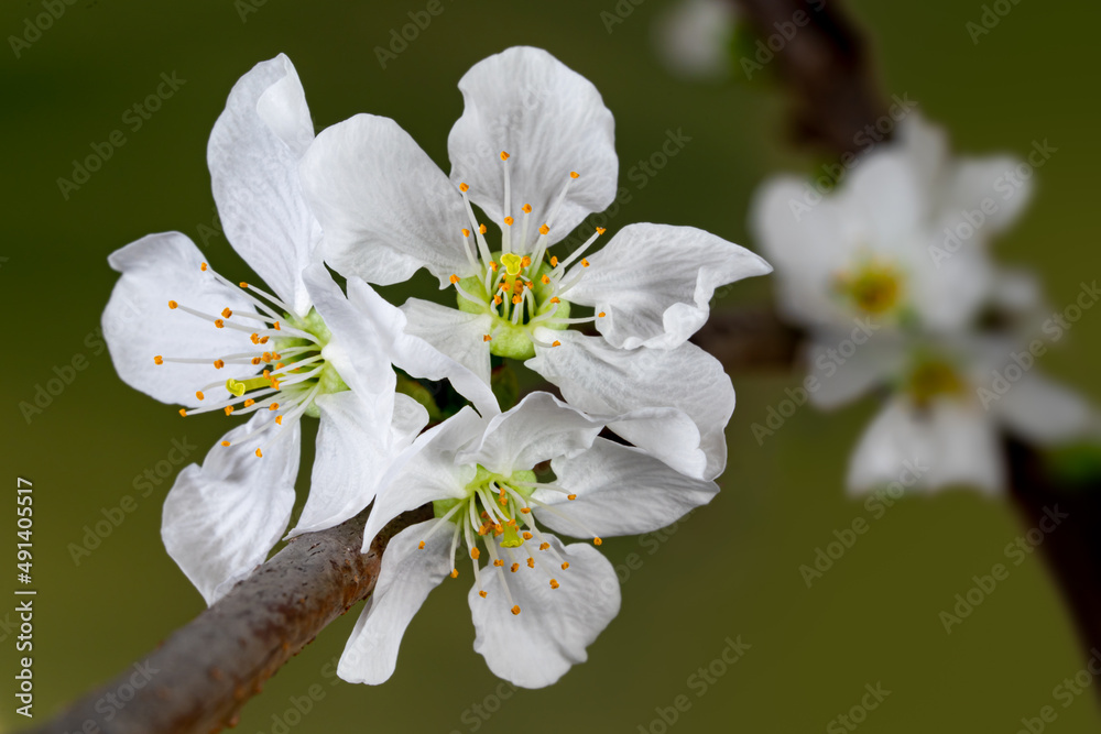 白樱花