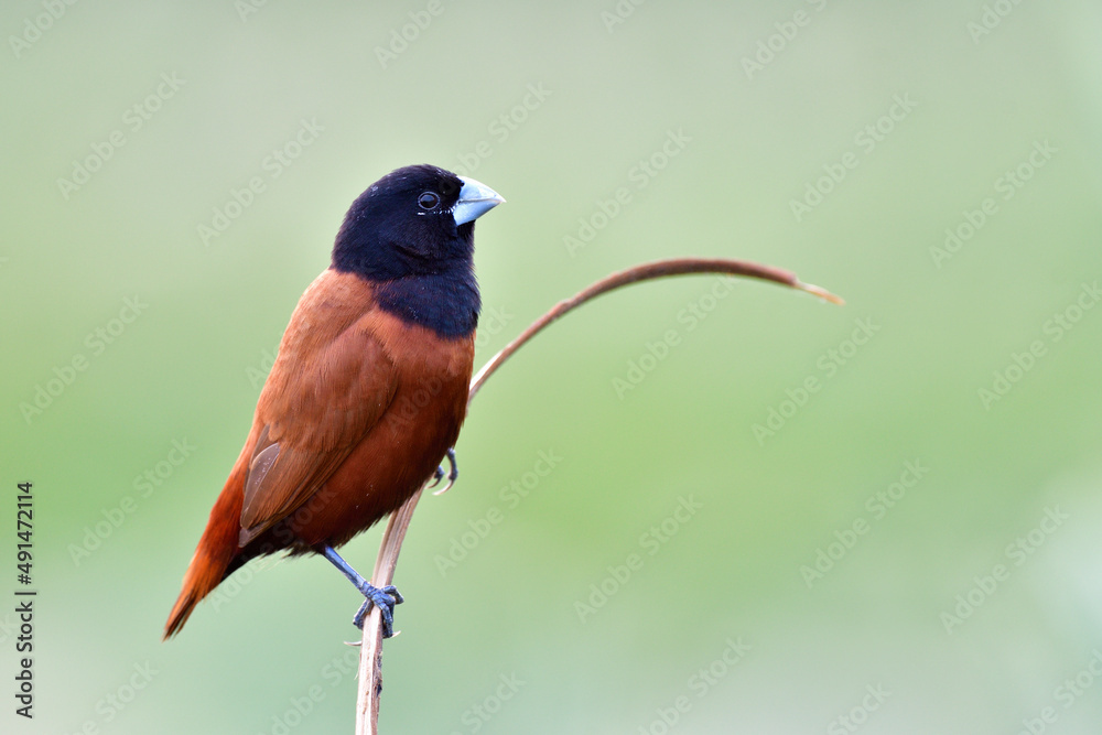 black face with silver beaks bird calmly perching on curve wooden branch over fine blur green backgr